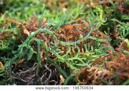 Asia Indonesia Bali Nusa Lembongan Seawead Plantation