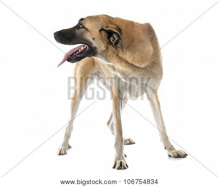 Anatolian Shepherd Dog