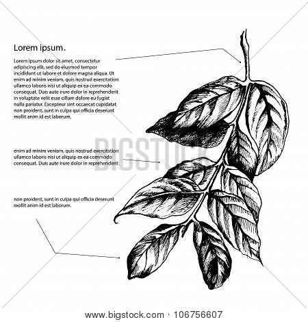 leaves on the branch of highly detailed hand drawn isolated with white background.