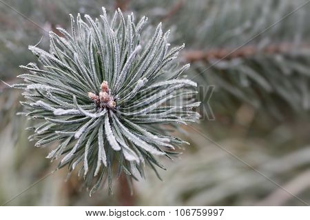 Hoarfrost On The Coniferous Twig