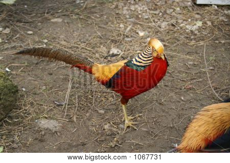 Fasan Chrysolophus Pictus
