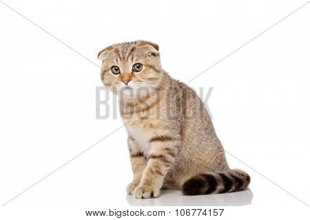 Scottish fold cat 