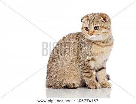 Scottish fold cat 