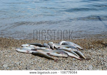 Catch of Baikal grayling. Unique delicious fish on the pebble coast