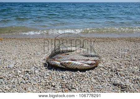 Fishing corf on with catch of Baikal grayling on the shore near the water