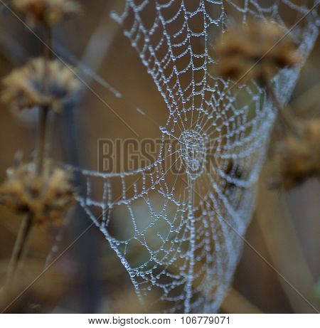 Tiny dewdrops on fine cobweb