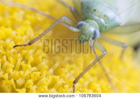 Macro Of A Common Green Capsid