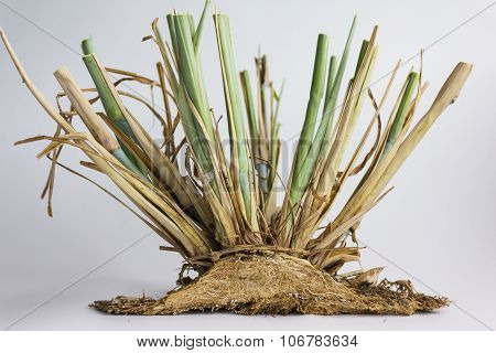 unwanted flora and root on white background