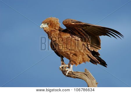 Young, immature bateleur eagle (Terathopius ecaudatus) on a branch, Kalhari desert, South Africa