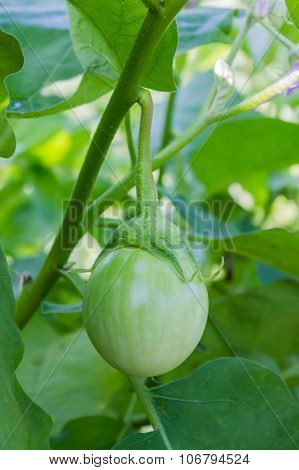 Melongena or eggplant tree