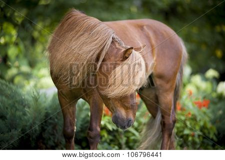 Miniature Chestnut Horse Portrait