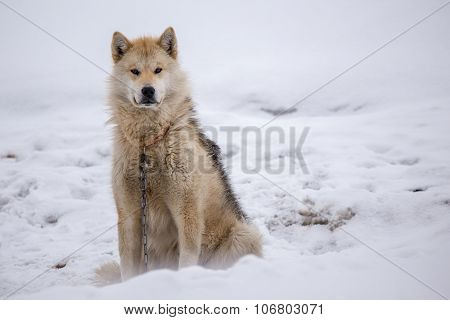 Dog Sledding In Greenland