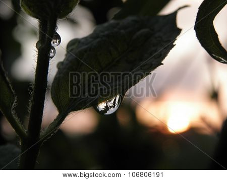 Water drops on leaf