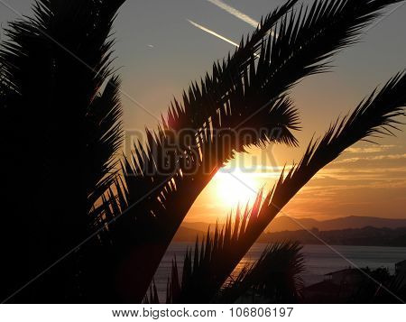 Sunset through palms leaves