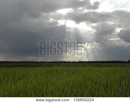 Grain field with sunlight