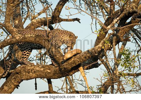 Leopard Feeding On Impala