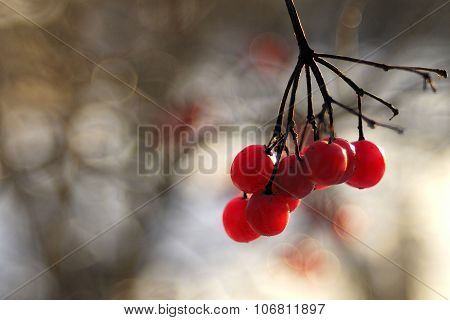 red viburnum frost.