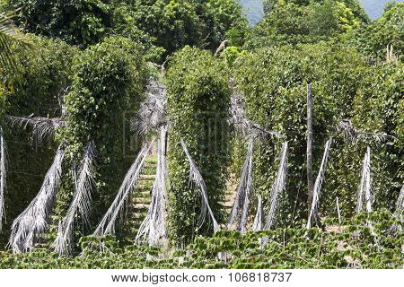 Black Pepper Plantation