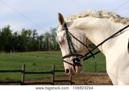 Wonderful White Horse Galloping On Meadow