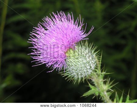 Thistle
