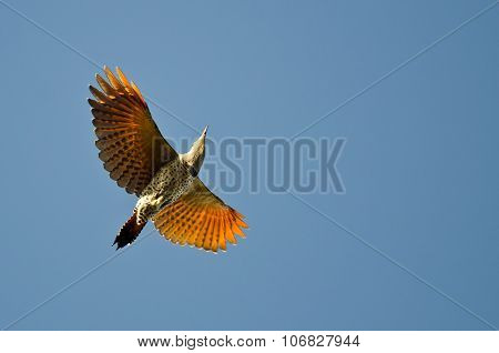 Northern Flicker Flying In A Blue Sky
