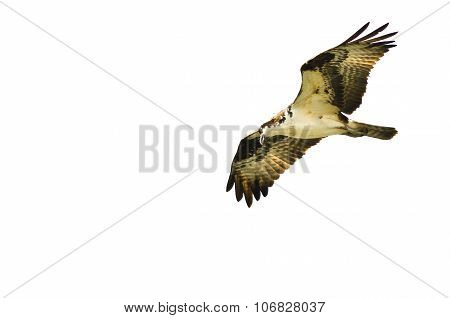 Lone Osprey Hunting On The Wing On A White Background