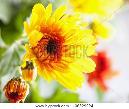 Yellow Crysantemum Horizontal Image