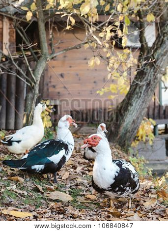 Muscovy Duck