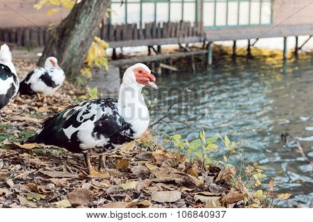 Muscovy Duck