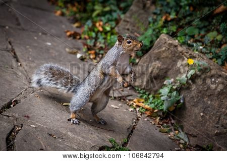 Squirrel standing