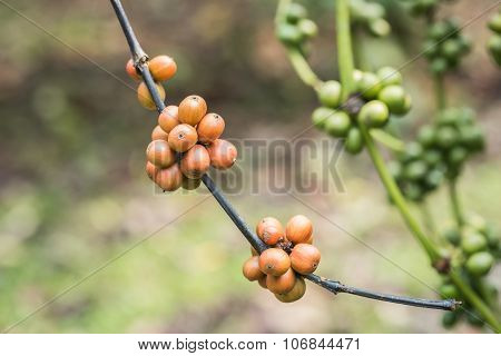 Coffee Beans On Tree In Ranong Province, Thailand