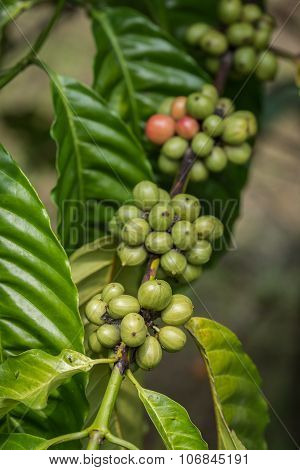 Coffee Beans On Tree In Ranong Province, Thailand