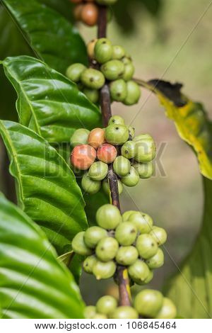 Coffee Beans On Tree In Ranong Province, Thailand