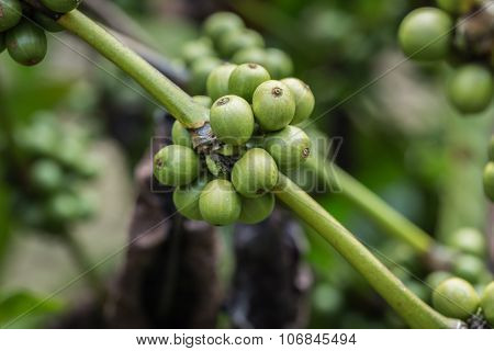 Coffee Beans On Tree In Ranong Province, Thailand