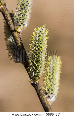Wild bush aquifolium Willow (Salix acutifolia)