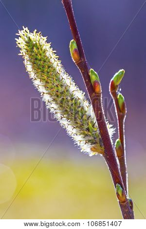 Wild bush aquifolium Willow (Salix acutifolia)