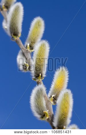 Wild bush goat willow (Salix caprea L.)