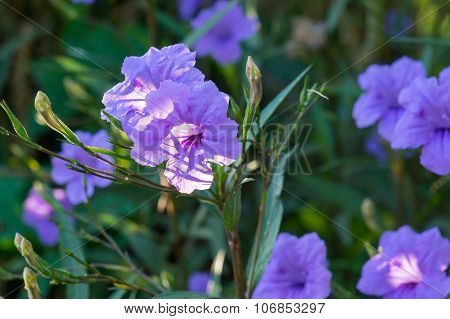 Ruellia Flower, Ruellia tuberosa L.