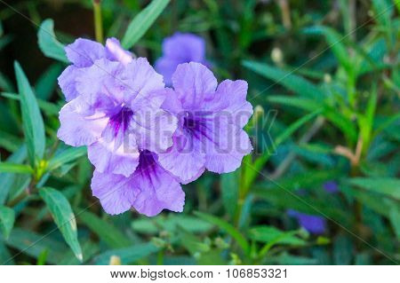 Ruellia Flower, Ruellia tuberosa L.