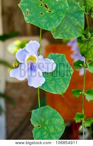 beautiful blue purple soft nice flower of Laurel clock vine, Blue trumpet vine, Thunbergia laurifoli