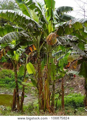 Banana Tree with Banana