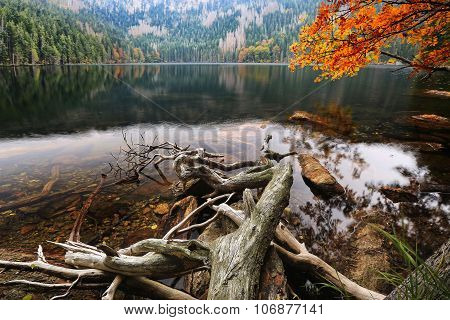 Glacial Black Lake Surrounded By The Forest In South Bohemia
