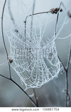 Spider Web Covered With Frost