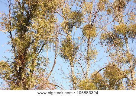Mistletoe  and blue sky background