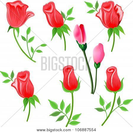 Roses & twig with leaves set