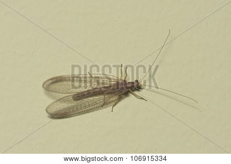 Brown-red Neuroptera Or Lacewing Macro On A Plaster Wall, Selective Focus