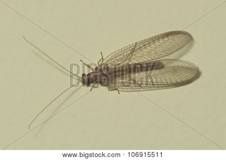 Brown-red Neuroptera Or Lacewing Macro On A Plaster Wall, Selective Focus