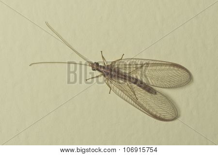 Brown-red Neuroptera Or Lacewing Macro On A Plaster Wall, Selective Focus