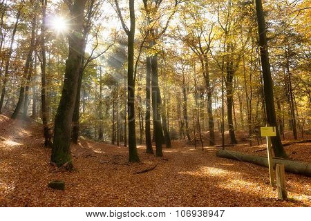 Forest In Autumn