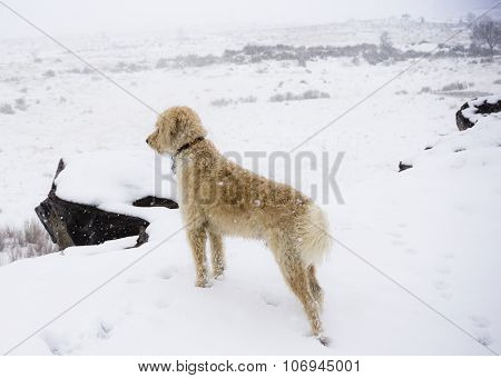 This Traildog Was Enjoying The Heavy Snow On South Table Mountain Outside Of Golden Colorado.